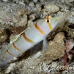 shrimpgoby_randalls_cr_hsb_r_h_0346_kom3347.jpg